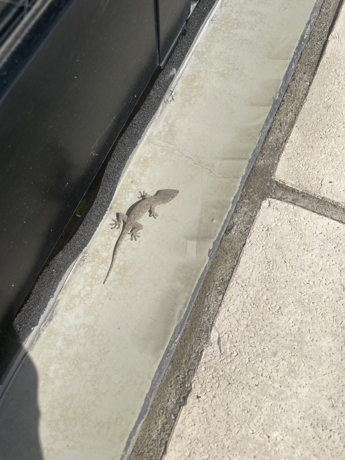 今日も暑いですね。ふと足元を見ると…